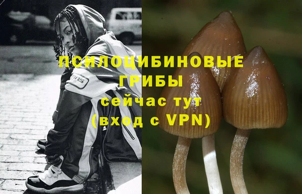 ГАЛЛЮЦИНОГЕННЫЕ ГРИБЫ Абаза